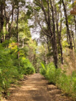 Puerto Blest y Cascada “Los Cantaros” Sin Traslado - Imagen 3