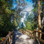Isla Victoria y Bosque de Arrayanes con Traslado