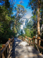 Navegación por Nahuel Huapi: Isla Victoria y Bosque de Arrayanes sin traslado - Imagen 3