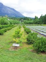 El Bolsón y Lago Puelo: ruta escénica, cultura artesanal y naturaleza viva - Imagen 3