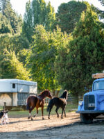 Cabalgata con vista al Cerro López - Aventura entre bosques y miradores del Circuito Chico - Imagen 4